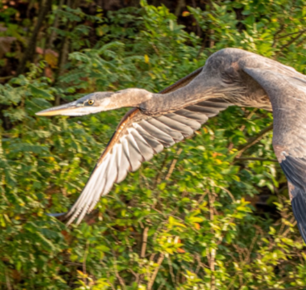 a bird flying over bushes