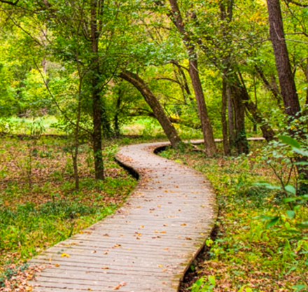 a wooden path through a forest